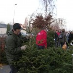 Vente de sapin